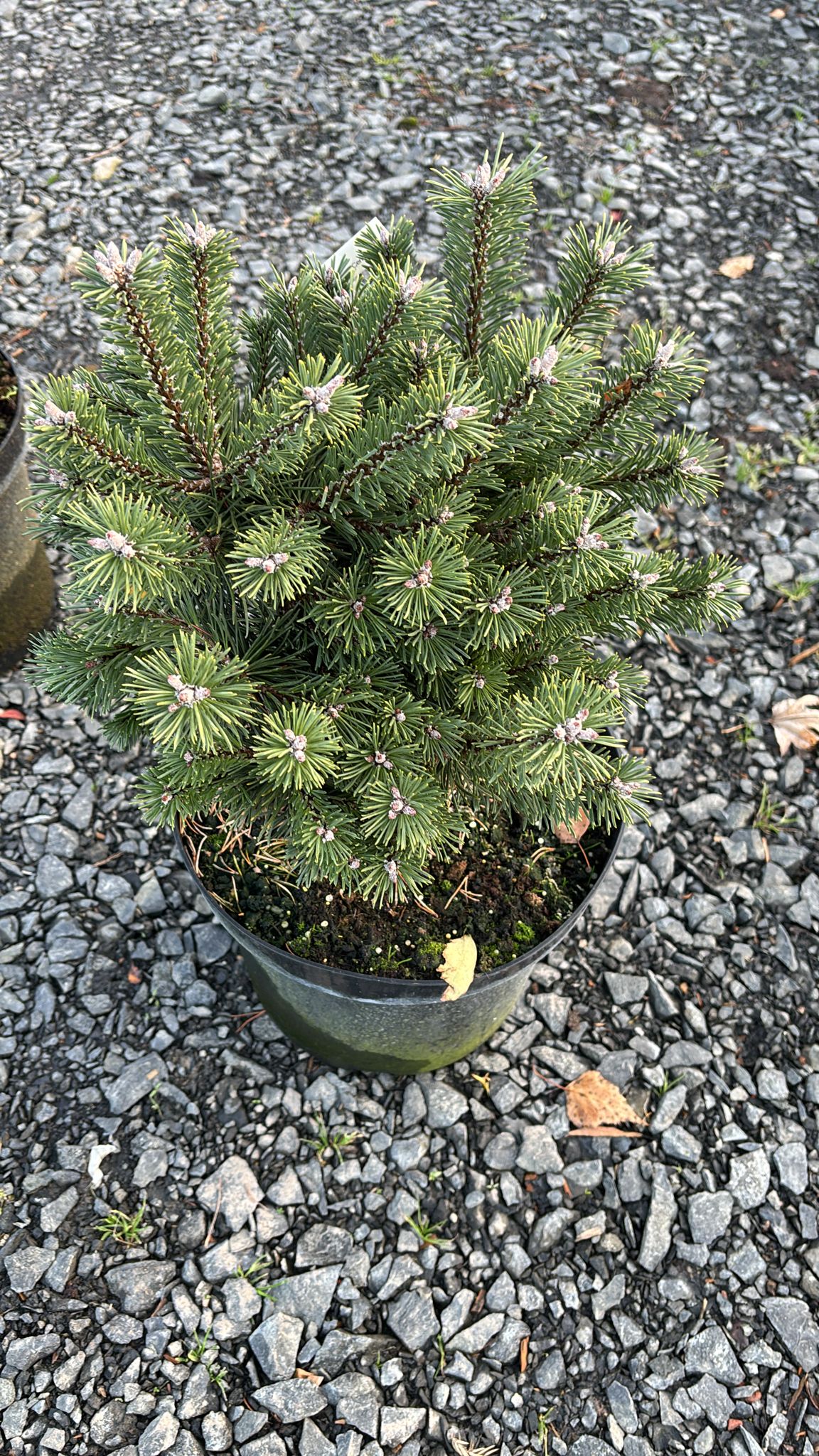 Сосна горная Хейнис Триумф